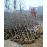 大量供應(yīng)石榴樹苗木、石榴樹盆景、盆栽石榴樹