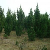 華東供應(yīng)蜀檜、龍柏