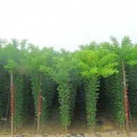 供應(yīng)、各種綠化大小苗木、