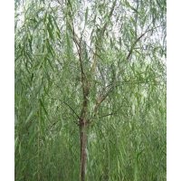 107楊樹(shù)，保定柳樹(shù)最便宜