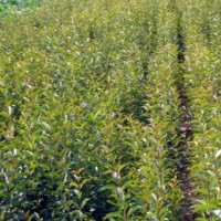 現(xiàn)貨出售優(yōu)質(zhì)嫁接梨樹苗 新品種梨樹苗 大量出售當(dāng)年結(jié)果梨樹苗