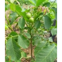 3批發(fā)供應(yīng)8518核桃苗 多品種核桃苗 當(dāng)年結(jié)果核桃苗 核桃實(shí)生苗