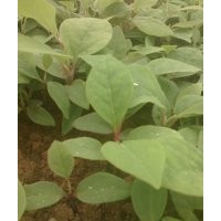 供應(yīng)紫玉蘭、酸柑、竹柏奶苗