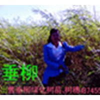 柳樹苗插穗母根黑龍江海倫李紅