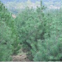 白皮松小苗移栽的距離