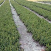 出售樟子松，落葉松，云杉，小城黑，銀中楊等樹苗