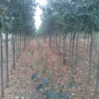 出售 精品大葉女貞