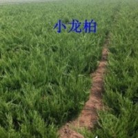 小龍柏20-30公分