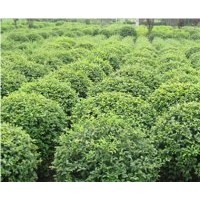 金葉女貞球、小葉女貞球以及小苗