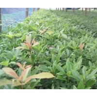 低價(jià)處理袋裝楨楠小苗