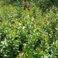 紫薇小苗基地，紫薇小苗苗圃，河南紫薇小苗