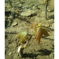 美國秋火焰紅楓小樹苗 營養(yǎng)杯小苗3.5元/株