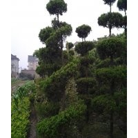 龍柏，小龍柏球，龍柏球，龍柏高桿，造型龍柏