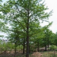 廣西銀杏樹(shù)