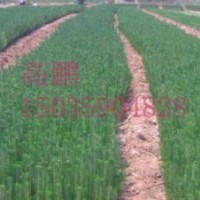 大量出售油松小苗