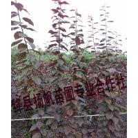 供應(yīng)一年生紫葉李小苗、一年生紫葉矮櫻小苗-價格優(yōu)惠