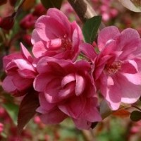 北美海棠、木瓜海棠、垂絲海棠