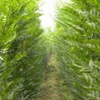 供應2米 2.5米 3米速生國槐小苗 速生國槐價格