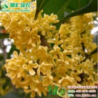 喬木—金球桂 正宗桂花小苗供應(yīng) 極品桂花圖片|價(jià)格—江西綠農(nóng)