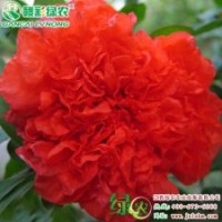 牡丹花石榴 賞花、收果兩不誤