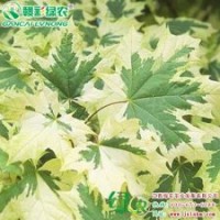 花葉挪威槭