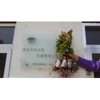 供應美國紅楓紅點紅楓扦插苗