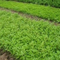 金葉榆_金葉榆價格_金葉榆嫁接