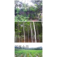 優(yōu)質(zhì)苗木出售國(guó)槐 柳樹(shù) 合歡 白蠟 油松 火炬 側(cè)柏 白皮松