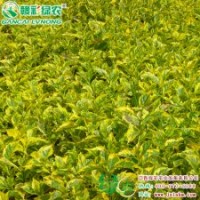 金邊連翹  株高0.8—1.2米 優(yōu)良彩葉樹(shù) 金邊連翹