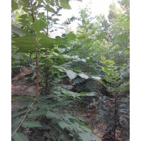 供應(yīng)北京欒 黃山欒 法桐 國(guó)槐 白蠟等小苗