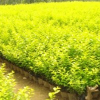 青州金葉女貞供應(yīng)商|山東紅葉小檗批發(fā)價格