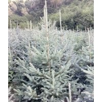 出售各規(guī)格云杉 、河北楊