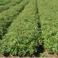 濕地松馬尾松榿木木荷楓香杜英香樟青楓紅楓深山含笑池杉桂花羅漢