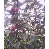 白皮松 白皮松小苗 1.5-2米白皮松價錢