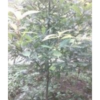 供應(yīng)楨楠小苗