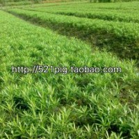 2-3年 羅漢松苗 羅漢松 拇指粗細(xì) 低價(jià)出售 現(xiàn)貨