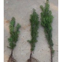 曼地亞紅豆杉樹苗價(jià)格_樹苗高30公分