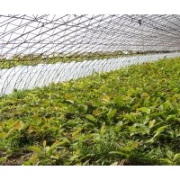 丹東日本厚樸苗