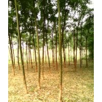 大量出售；速生國(guó)槐