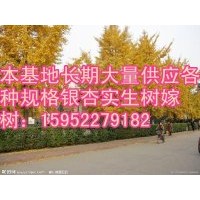 專(zhuān)供銀杏苗木