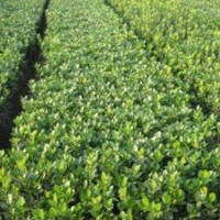 低價(jià)供應(yīng)綠化苗木金葉女貞、女貞球、木槿、櫻花、海棠、龍柏、紫