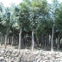 欒樹(shù)直銷(xiāo)