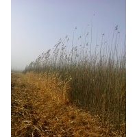 供應新疆楊 胡楊 紅柳