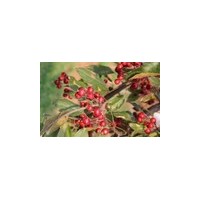 海棠苗木---紫色王子