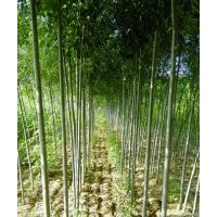 東營(yíng)大量白蠟1~5公分出售，價(jià)格便宜