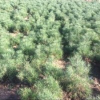 我公司供應(yīng)大量普通白皮松 陜西藍田白皮松