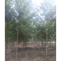低價(jià)供應(yīng)法桐白臘國槐
