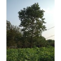 烏桕小苗供應(yīng)