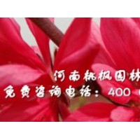河南桃楓園林特供嫣然菊花桃量大從優(yōu)