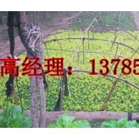 河北深州供應春季扦插女貞小苗小苗